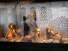  Vitrine de grand magasin